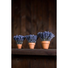 Mini ghiveci cu lavandă