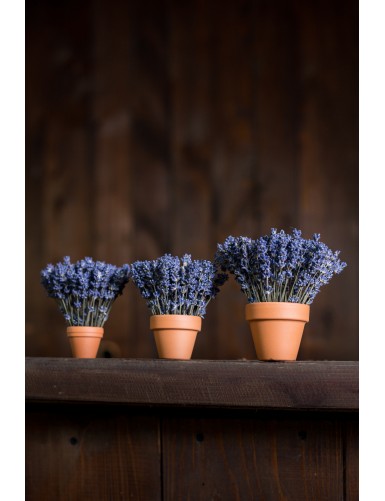 Mini ghiveci cu lavandă